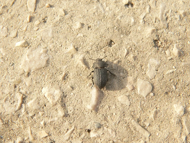 Opatrum sabulosum - sároshátú gyászbogár Opatrum sabulosum - sároshátú gyászbogár