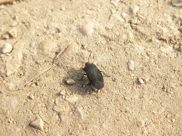 Aellopus atratus - cigánybodobács