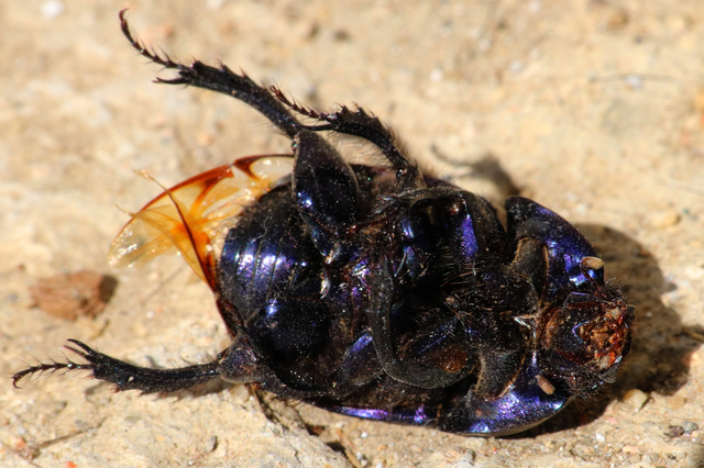 Geotrupes spiniger - közönséges álganéjtúró