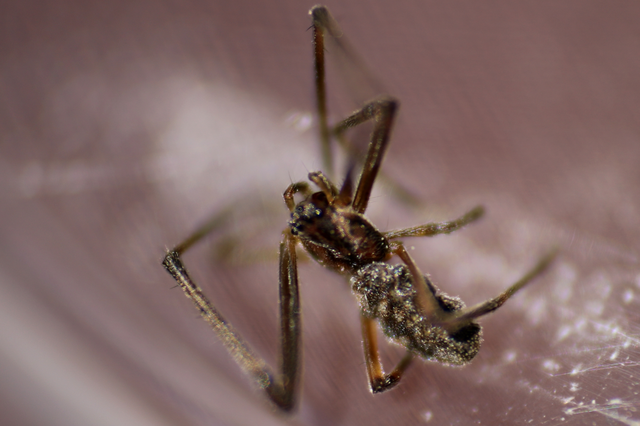 Episinus