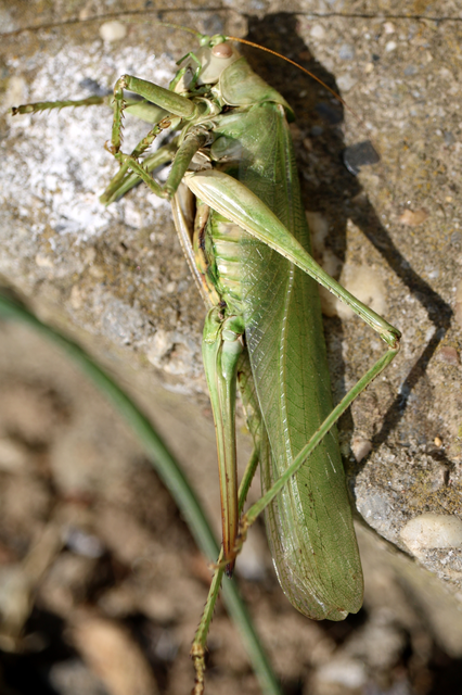 Tettigonia viridissima - zöld lombszöcske