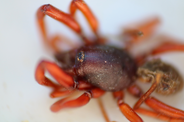 Dysderidae - fojtópókok