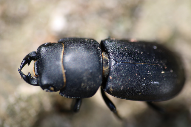 Dorcus parallelipipedus - kis szarvasbogár
