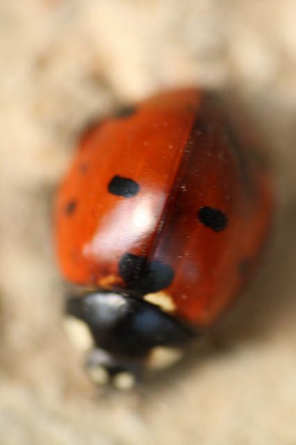 Coccinella septempunctata - hétpettyes katica