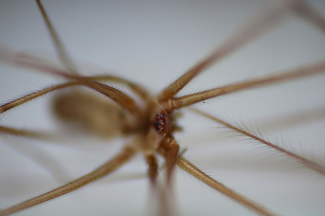 Pholcus phalangioides - nagy álkaszáspók