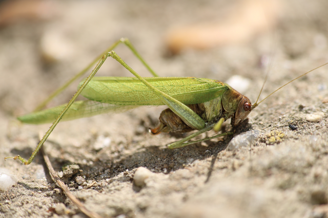 Phaneroptera falcata - zöld repülőszöcske Phaneroptera falcata - zöld repülőszöcske
