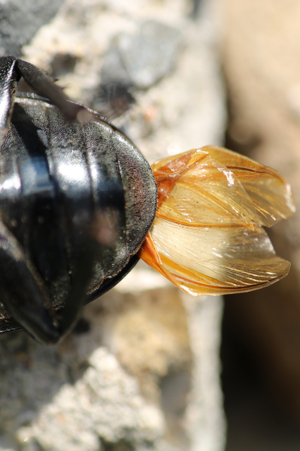 Lucanus cervus - nagy szarvasbogár