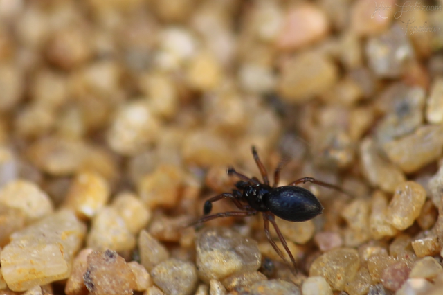 Erigonoplus globipes - dagadtlábú pók