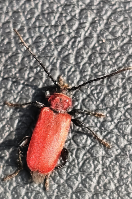 Pyrrhidium sanguineum - tűzpiros facincér