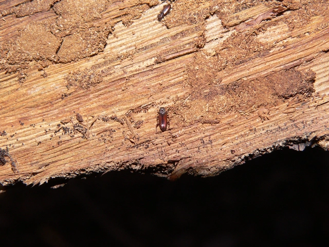 Bothrideres bipunctatus - szívnyakú humuszbogár