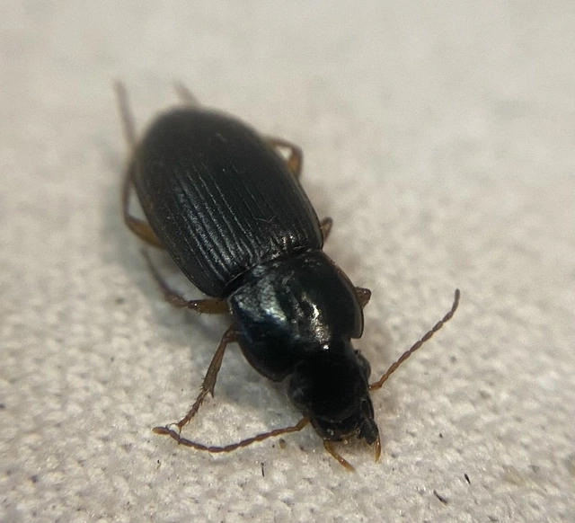 Parophonus dejeani - feketés molyhosfutó