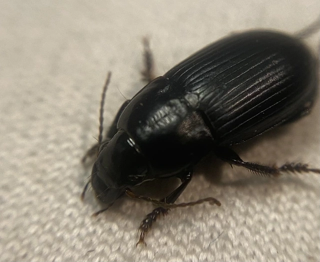 Harpalus serripes - fekete lomhafutó