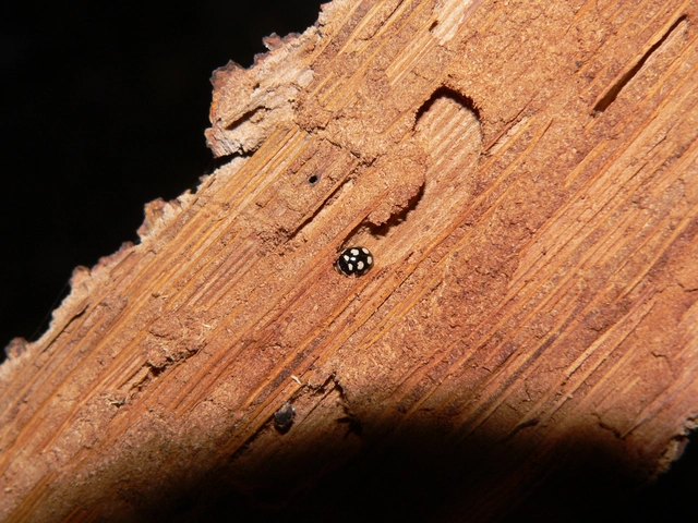 Oenopia lyncea agnata - bokorerdei katica