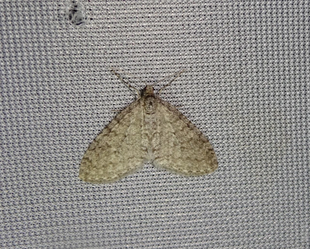 Trichopteryx carpinata - nyárfa-lebenyesaraszoló