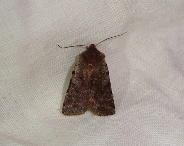 Cerastis rubricosa - vörhenyes tavaszibagoly
