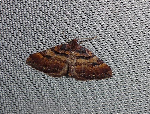 Earophila badiata - csipkerózsa-araszoló