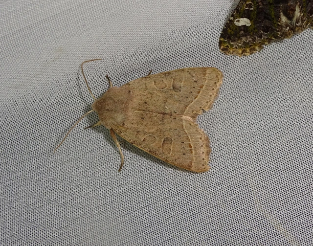 Orthosia cerasi - közepes barkabagoly