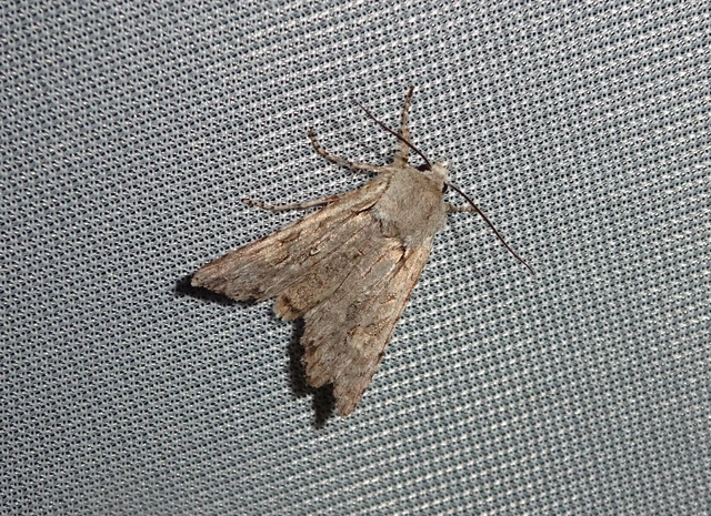 Lithophane ornitopus - közönséges fabagoly