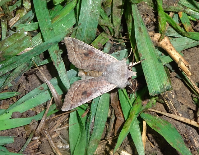 Orthosia incerta - változékony barkabagoly