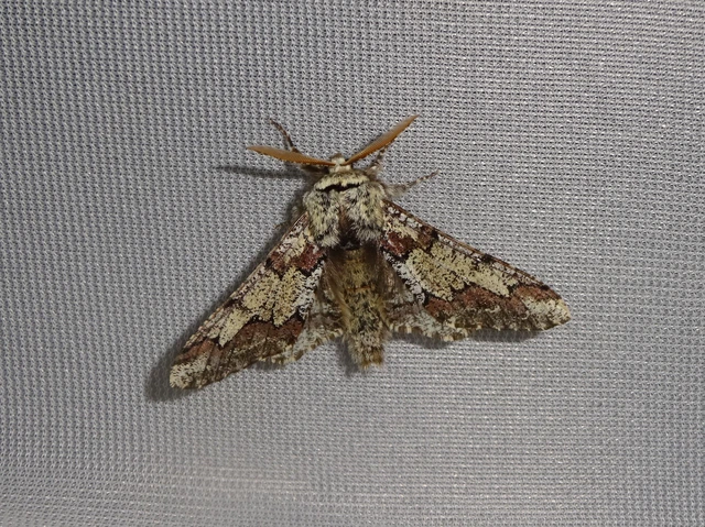 Biston strataria - barnapettyes araszoló