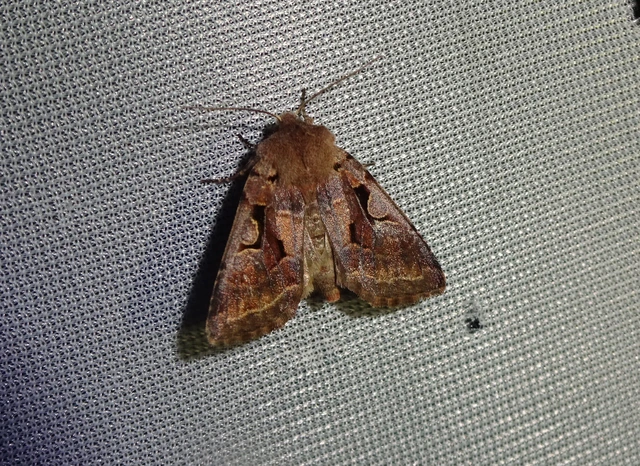 Orthosia gothica - feketefoltos barkabagoly