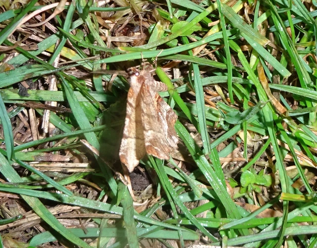Selenia dentaria - kétfoltos holdasaraszoló