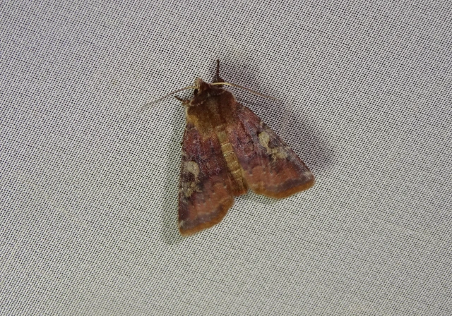 Cerastis leucographa - fehérjegyes tavaszibagoly