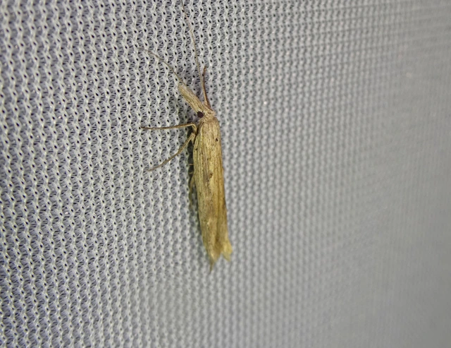Ypsolopha mucronella - kecskerágómoly