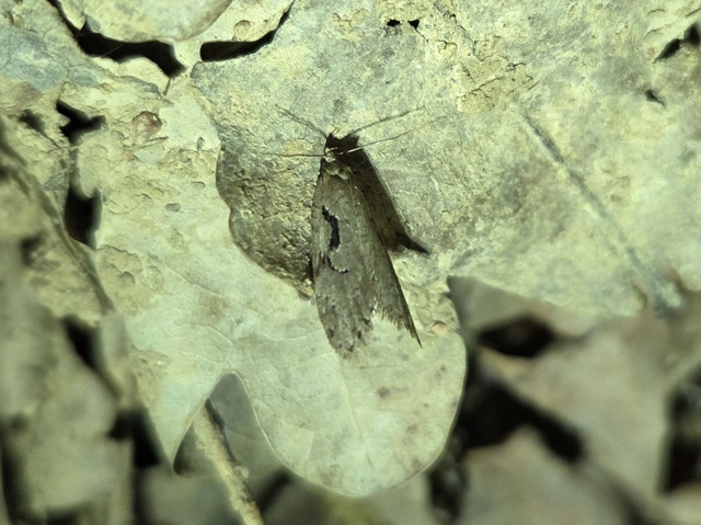 Semioscopis steinkellneriana - levélszövő laposmoly