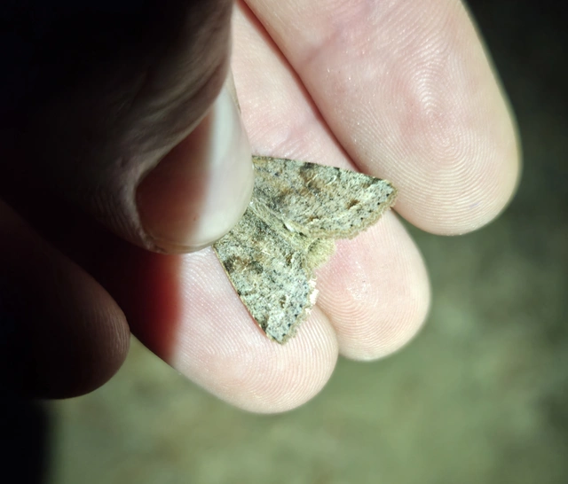 Orthosia incerta - változékony barkabagoly