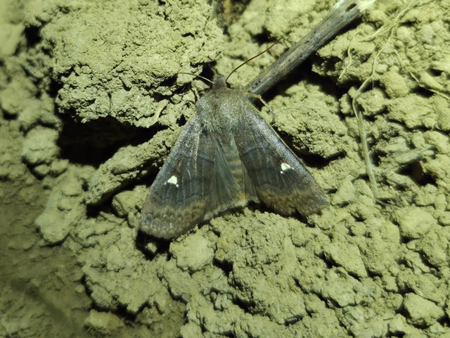 Eupsilia transversa - holdacskás télibagoly