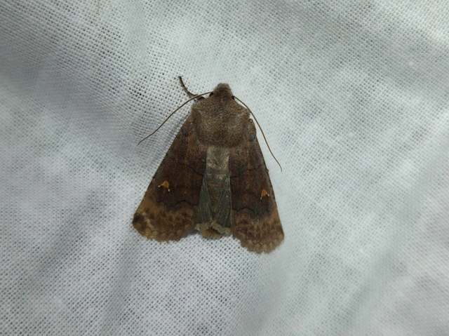 Eupsilia transversa - holdacskás télibagoly