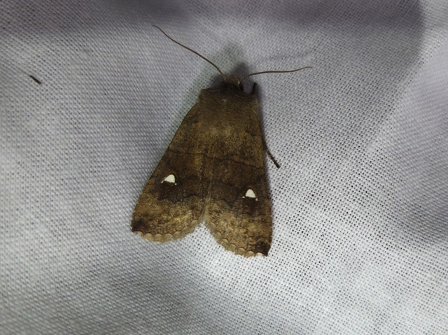 Eupsilia transversa - holdacskás télibagoly