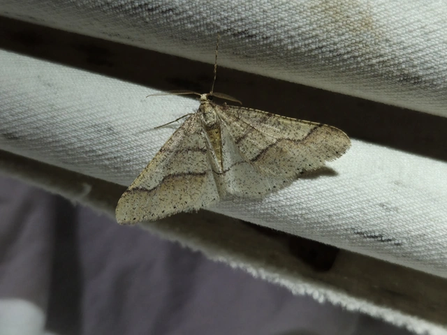 Agriopis marginaria - sárgás téliaraszoló