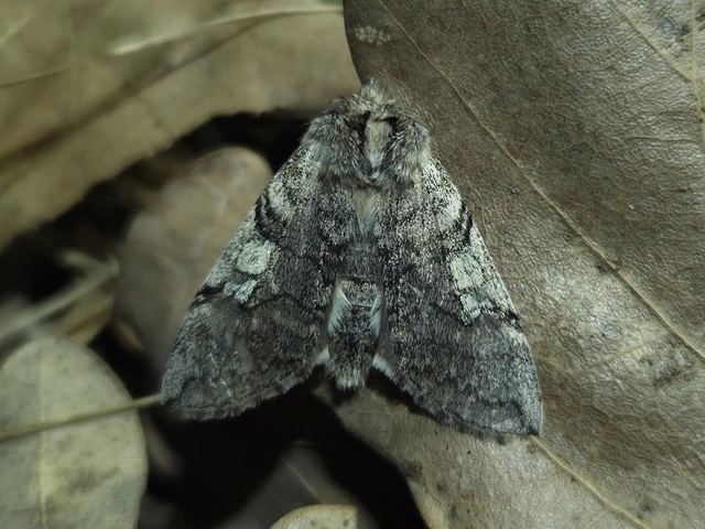 Achlya flavicornis - nyíres pihésszövő