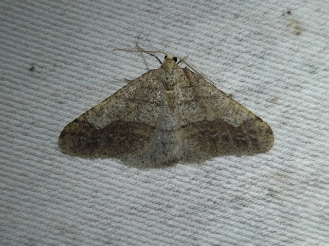 Agriopis marginaria - sárgás téliaraszoló