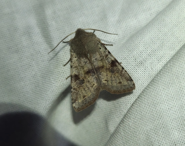 Orthosia incerta - változékony barkabagoly