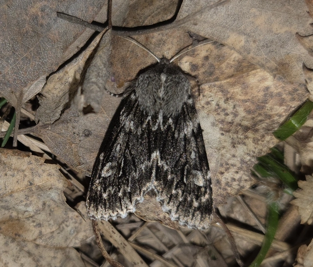 Brachionycha nubeculosa - zömök fésűsbagoly