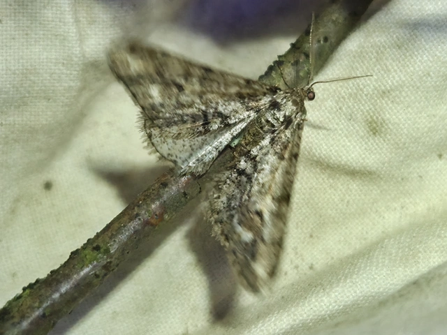 Agriopis leucophaearia - tölgy-tavasziaraszoló