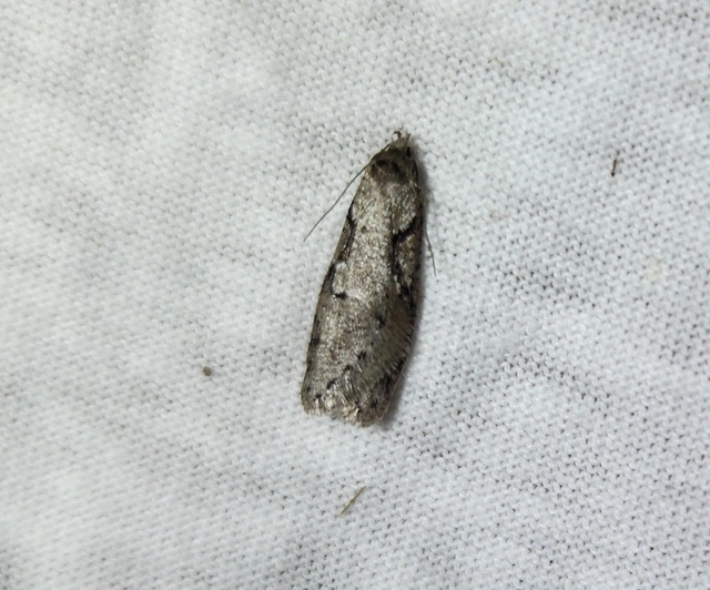 Semioscopis steinkellneriana - levélszövő laposmoly