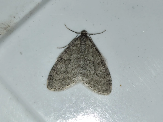 Trichopteryx carpinata - nyárfa-lebenyesaraszoló