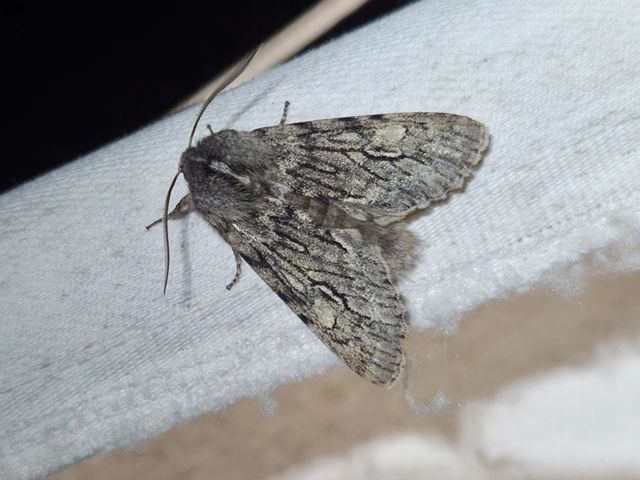 Brachionycha nubeculosa - zömök fésűsbagoly