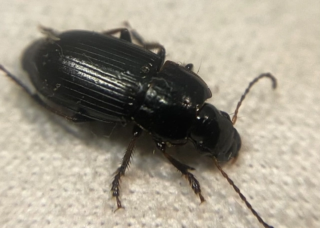 Harpalus subcylindricus - keskeny lomhafutó