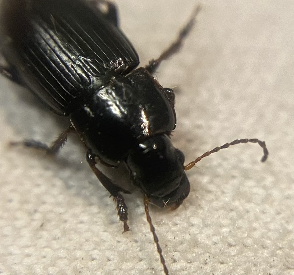 Harpalus subcylindricus - keskeny lomhafutó