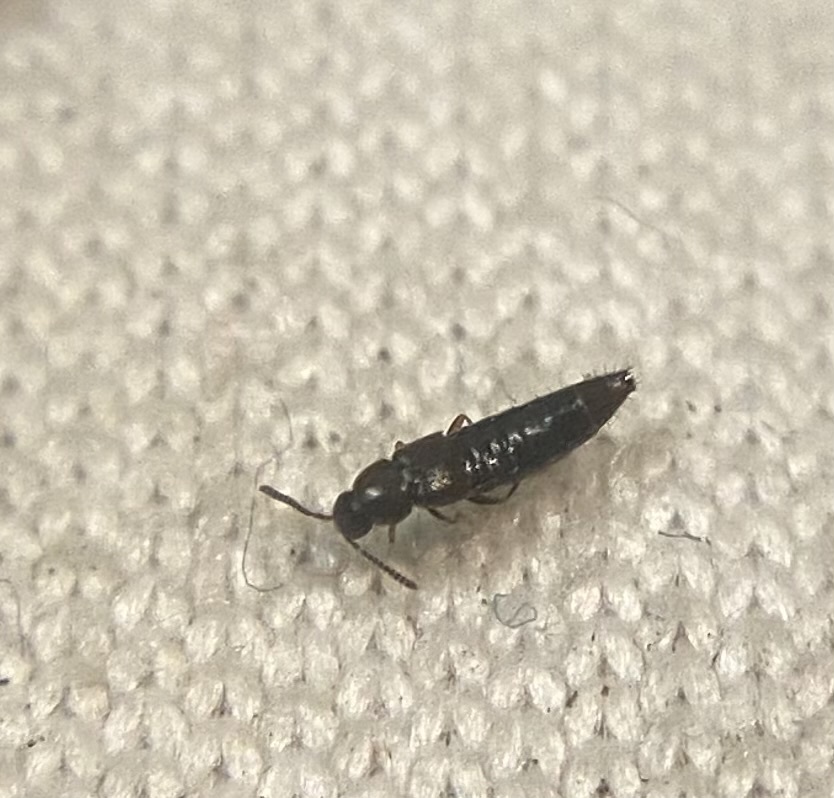 Oxypoda brevicornis - penészkedvelő pudvaholyva