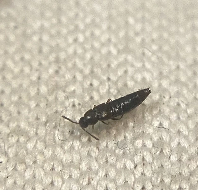 Oxypoda brevicornis - penészkedvelő pudvaholyva