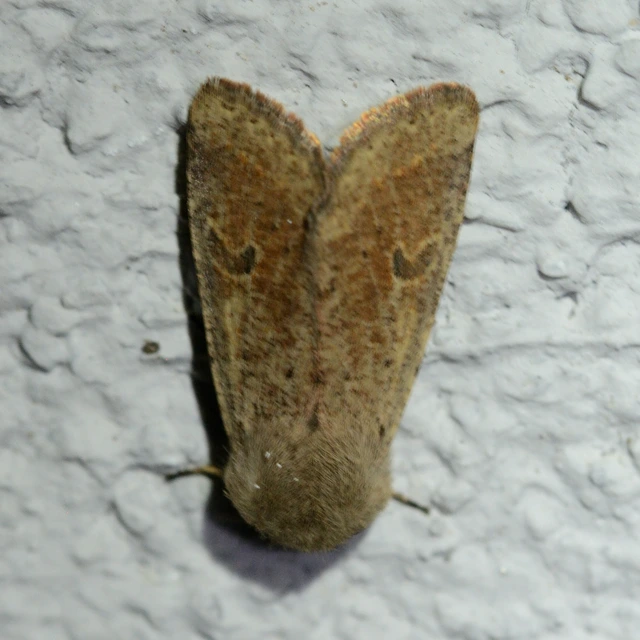 Orthosia cruda - kis barkabagoly