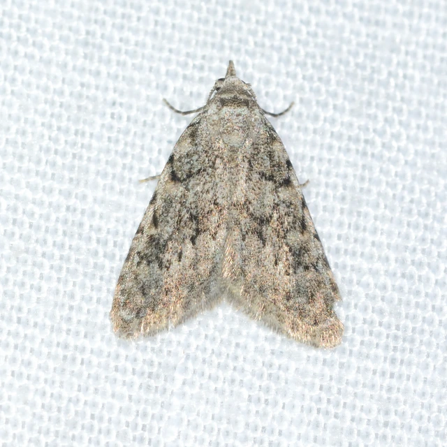 Nola cicatricalis - szürke pamacsosszövő