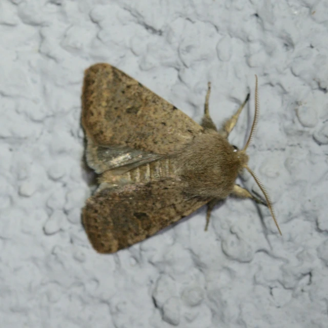 Orthosia cruda - kis barkabagoly