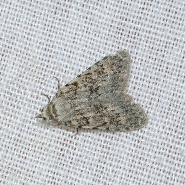 Nola cicatricalis - szürke pamacsosszövő